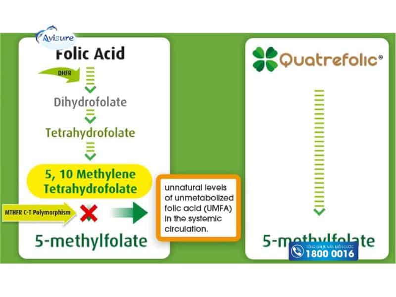 Đặc điểm nổi bật của Quatrefolic